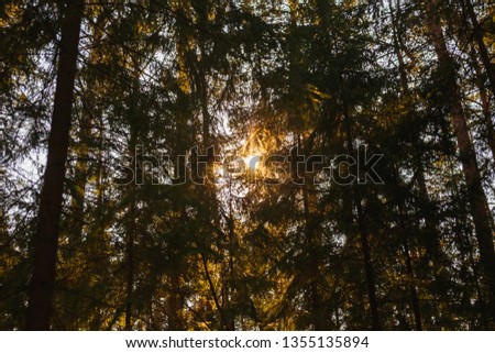 The light of the sun at sunset through the crown of fir trees in the forest.