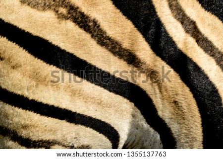 Zebra print design and seamless texture and pattern