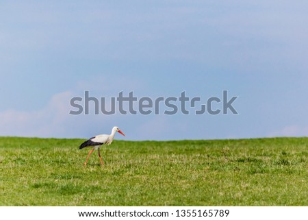 Wild white stork with black wings and red beak and legs grazing in green grass on a sunny spring day, horizon in background with blue sky, rural landscape, copy space