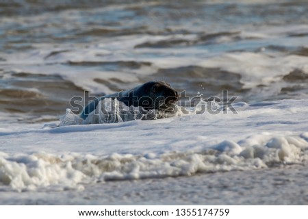 Grey seal coming out of the water causing small ripples. Cute eyes.