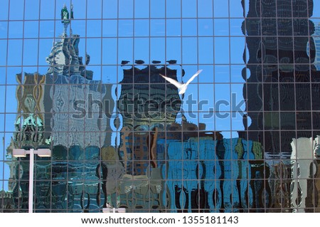City skyline reflection in glass highrise with seagulls
