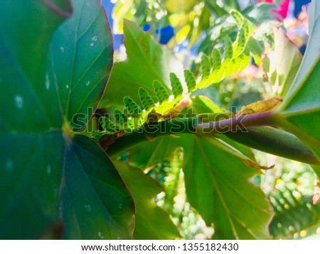 Image of green leaves with selective focus