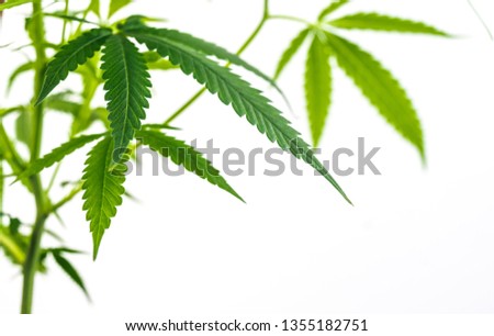 Leafy Cannabis Plant Isolated on White Background with copy space Royalty-Free Stock Photo #1355182751