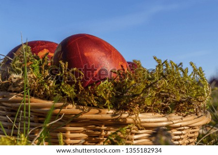 Easter eggs painted in natural onion bark with various plants compounded in a basket on green grass and moss background. Easter day egg boiling and painting is old Latvian tradition.