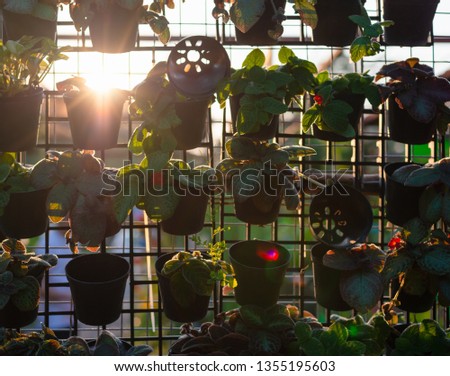 Potted plant of the vertical garden