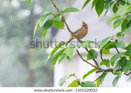 Female Northern Cardinal (Cardinalis Cardinalis) in a Treen in Spring with Green Leaves and Light Spring Rain or Summer Rain in the Background