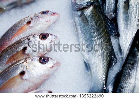 Lutjanus mahogoni, Mahogany snapper Fresh Atlantic fish market.