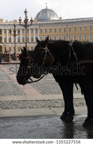 Background photography with black horses on the background of the General Staff building on Palace Square