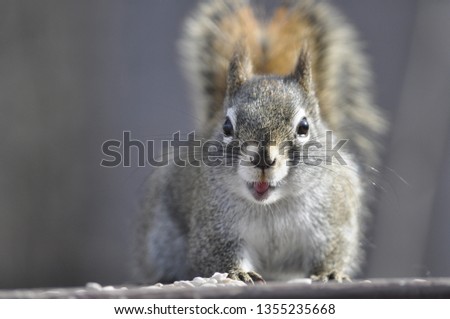 A Hungry Squirrel 