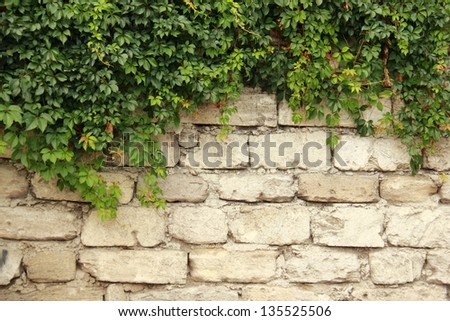 Old brick wall of white stones and green leaves