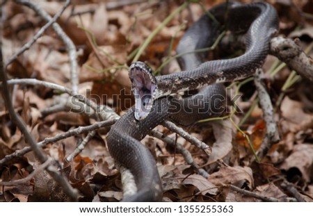 Black rat snake yawning in preparation for a meal in leaves in North Carolina in early spring. Snake season, beware for pets! 