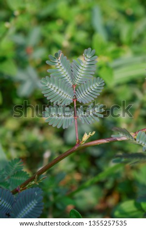Water mimosa leave with selective focus  . Green leaf texture