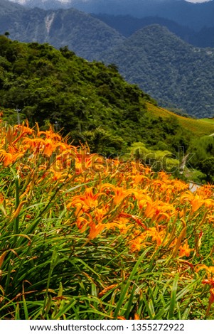 Every September, Holmerocallis fulva is planted in Hualien Mountain, Taiwan. The golden flowers bloom beautifully throughout the mountain..