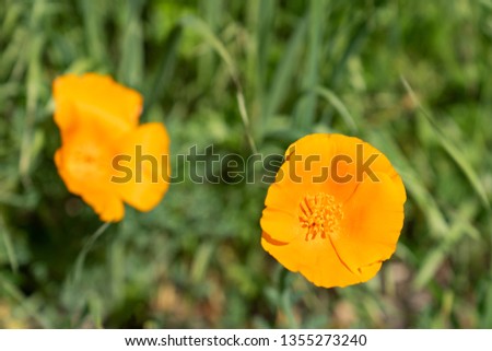 Close up picture of beautiful orange California Poppy in green grass in the middle of a field on a sunny day