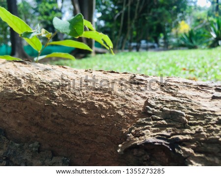Banyan trees or trees that are grown in natural forests for the background of natural trees or forest conservation.