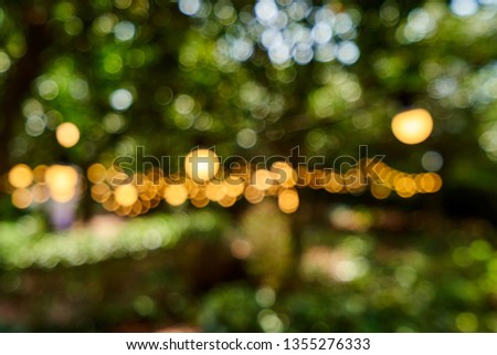 Lights in Forest