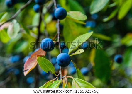 Berries of blackthorn bush in forest on summer