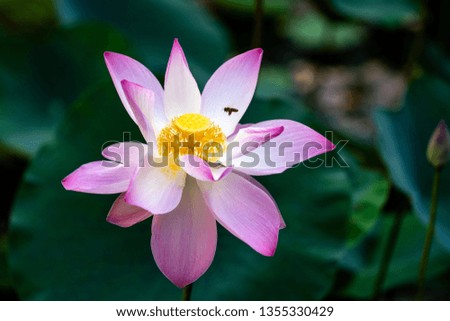 Beautiful Lotus Flower - Sacred Lotus