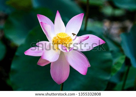 Beautiful Lotus Flower - Sacred Lotus