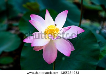 Beautiful lotus flower - Sacred Lotus