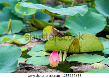 Beautiful lotus flower - Sacred Lotus