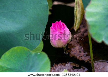 Beautiful lotus flower - Sacred Flower