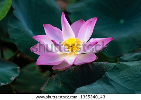 Beautiful lotus flower - Sacred Flower