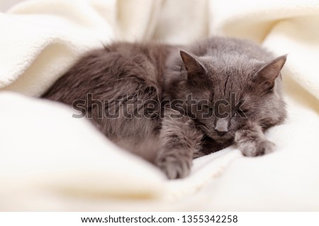 Beautiful gray fluffy cat sleeping on the couch. Selective focus.
