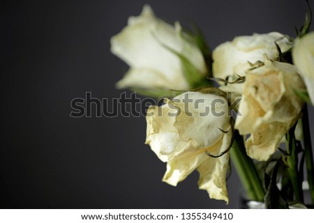 Bouquet of withered white roses on a gray background close up