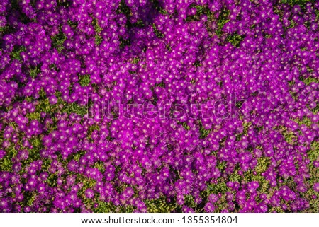 Floral Purplish-Pink Background of Blossom Flowers. Field of Purple Flowers, Top View. Hardy Ice Plant, Native California Flower, Succulent at Peak Bloom