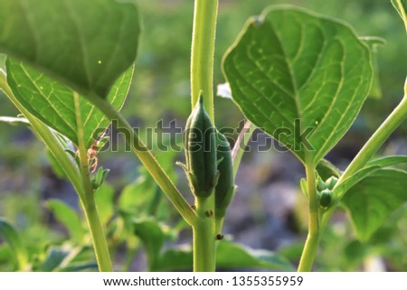 Sesame plants with seeds royalty free stock images
