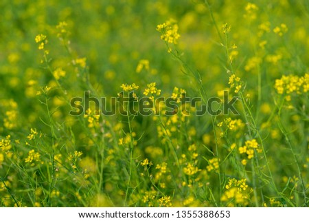 Flowering rapeseed. Beautiful countryside landscape. Spring background.