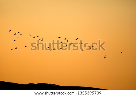 Flying birds. Sunset sky background. Birds: Red crested Pochard. 