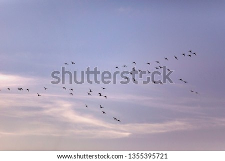 Flying birds. Blue sunset sky background. Birds:  Red crested Pochard. 