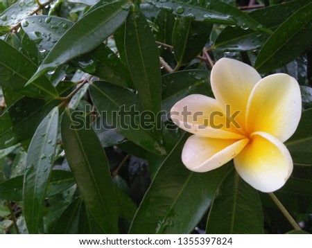 beautiful bali flowers