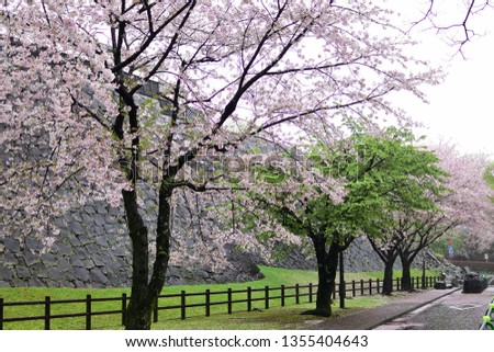 Full Cherry blossom blooming in Fukuoka Japan