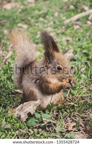 Small rodent is holding nuts in small hands. Portrait for fluffy red squirrel. The red squirrel stands in the grass. 