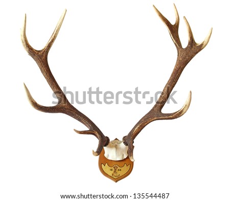 Antlers of a huge stag, hunted in 1888 Royalty-Free Stock Photo #135544487