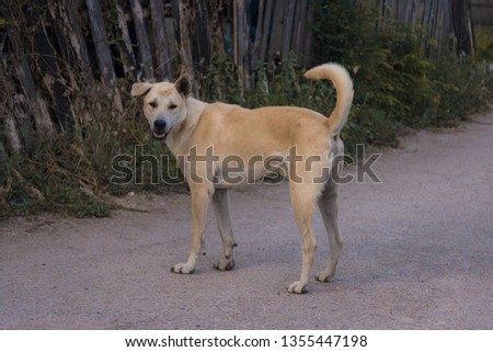 Brown domestic dog standing and looking at camera