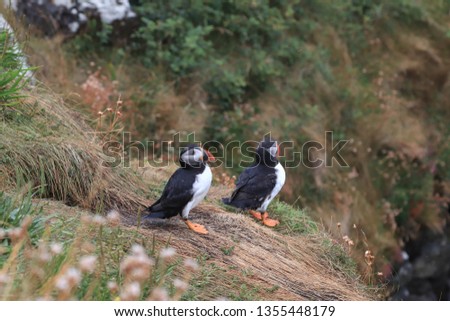 Atlantic Puffic stand on a cliff and look to toward ocean. Cute and rare bird. 