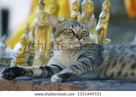 The cat lying on a stone with a Buddha statue in the background.