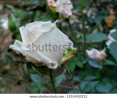 Pink shadows white rose flowers with buds