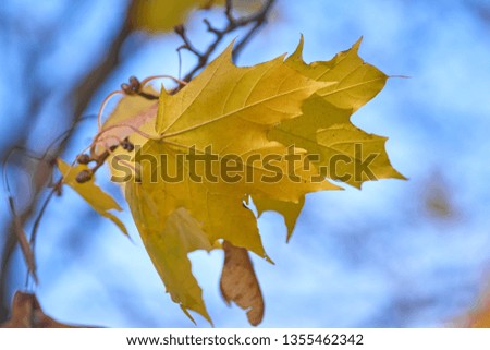 Autumn maple leaf against the blue sky, close-up