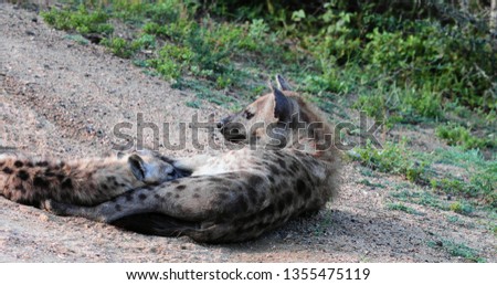 hyena in the kruger park during a photo safari, South Africa
