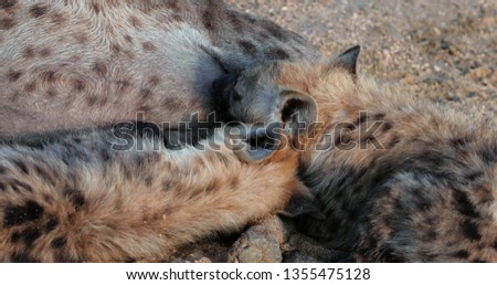 hyena in the kruger park during a photo safari, South Africa