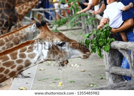 giraffeis eating food from tourist