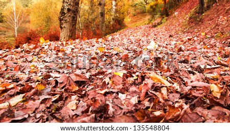 Colorful and bright autumn forest. Leaves turning red in Autumnal forest. Beautiful autumn forest in Las Medulas, Spain