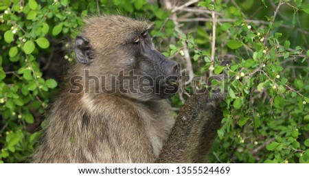 baboon monkey in South africa, park kruger