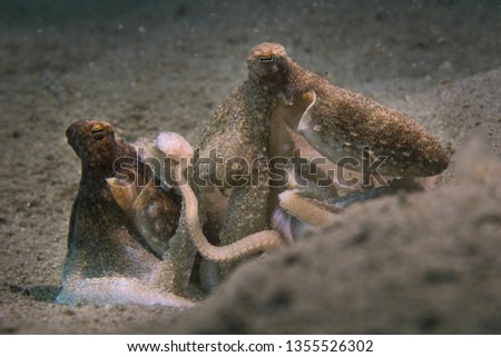 Playing octopuses and their love story. Picture was taken in the Banda sea, Ambon,  Indonesia