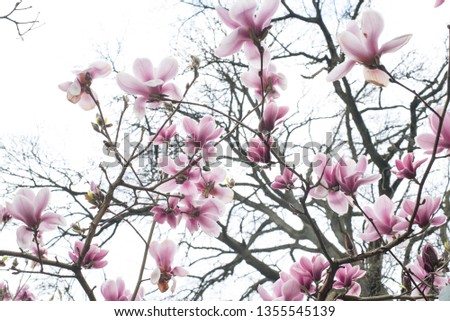 Magnolia flowers in a tree